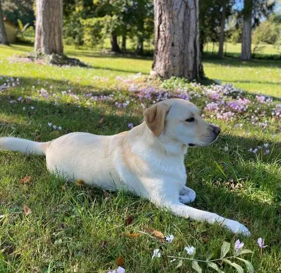 Aamiaismajoitus (B&B) Chambres D’hôtes Les Mouillères