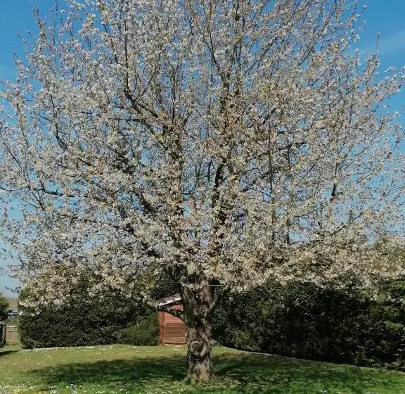 Aamiaismajoitus (B&B) Le Cerisier