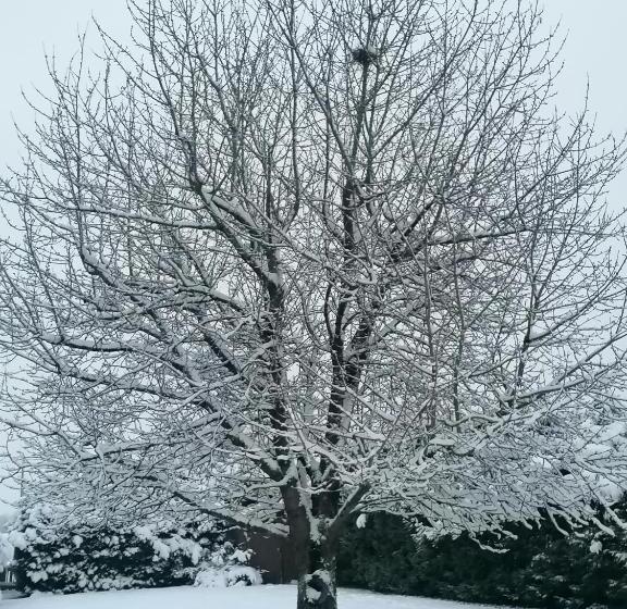 تختخواب و صبحانه Le Cerisier