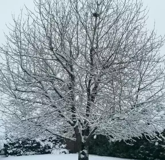 Aamiaismajoitus (B&B) Le Cerisier