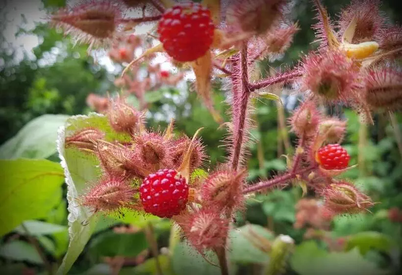 Aamiaismajoitus (B&B) Natuurhuisje  T Poepekrus