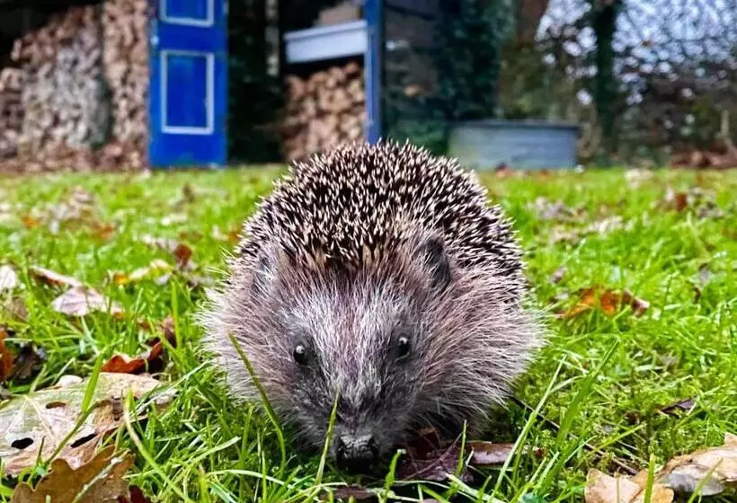 Aamiaismajoitus (B&B) Natuurhuisje  T Poepekrus