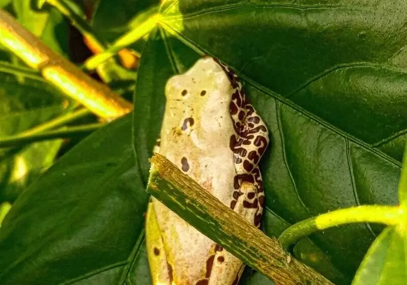 Hostal Búho Amazonas Tours   Hostel