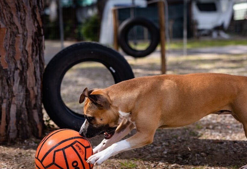 בית מלון כפרי Anxur Village Camping