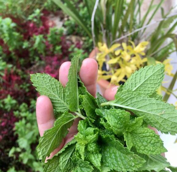 فندق Quo Vadis Farm