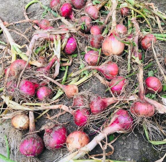 فندق Quo Vadis Farm