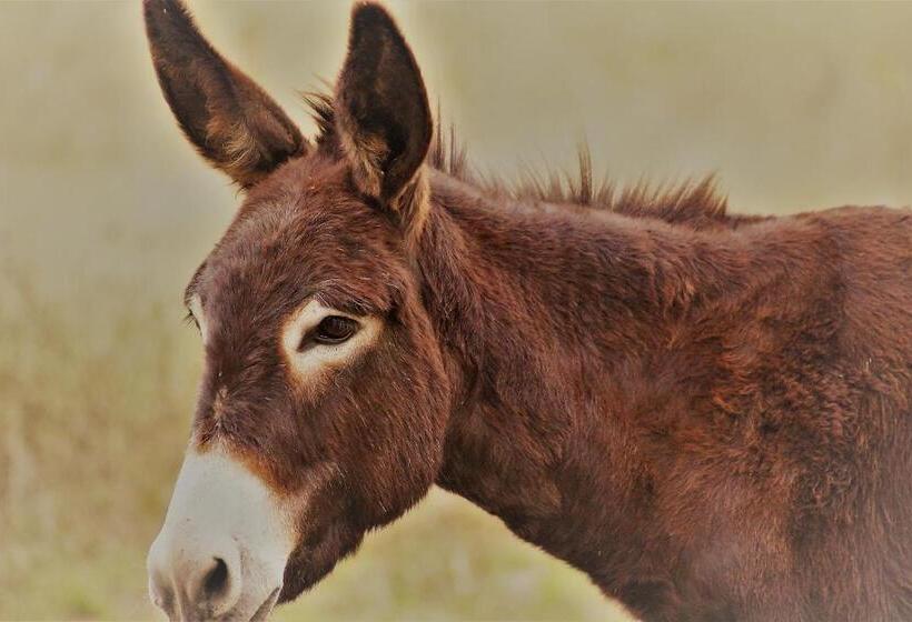 ペンション Chambre D Hôte La Pierre Domaine De Fonpeyroune