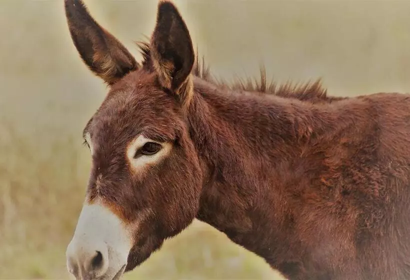 ペンション Chambre D Hôte La Pierre Domaine De Fonpeyroune