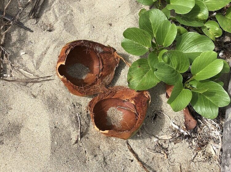 هتل Blue Horizon Boutique Resort