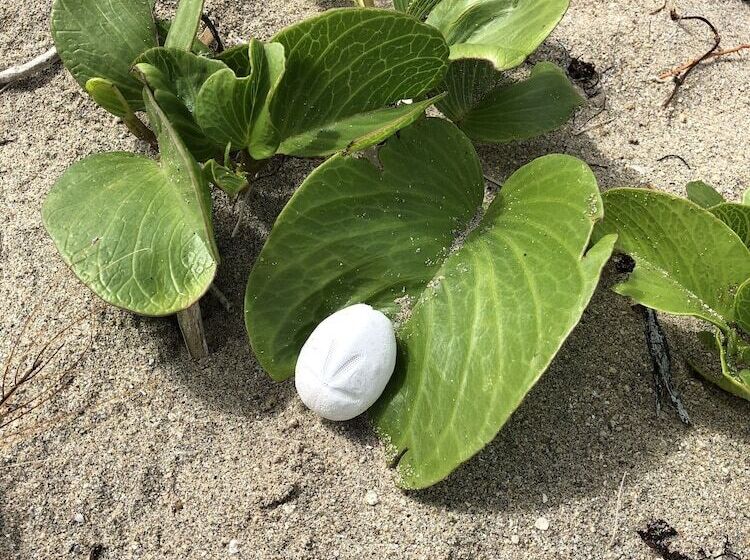 هتل Blue Horizon Boutique Resort