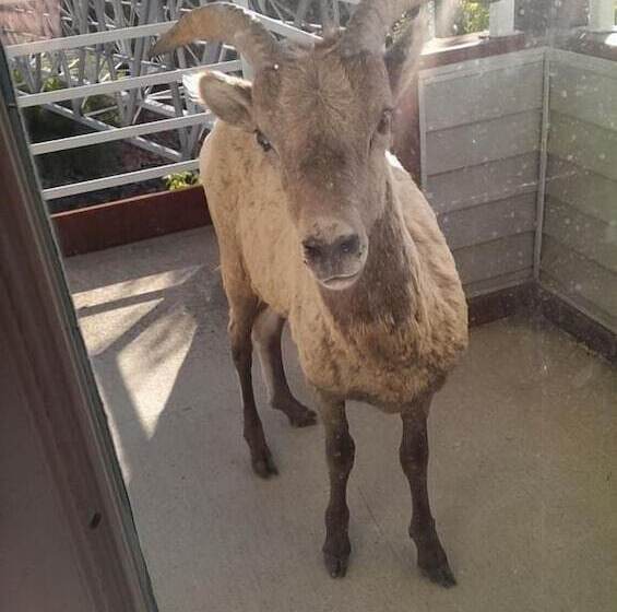 فندق Absaroka Lodge