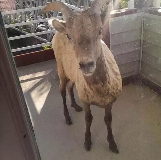 호텔 Absaroka Lodge