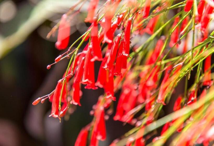 Alacati Kostem Hotel   Special Category