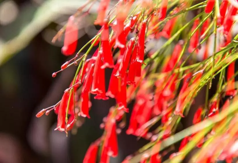 Alacati Kostem Hotel Special Category