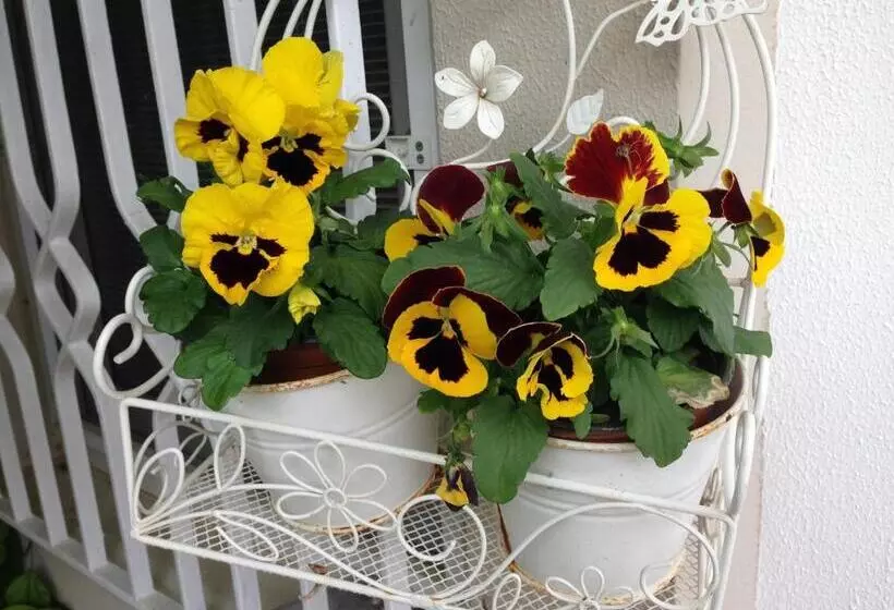 Alacati Kostem Hotel Special Category