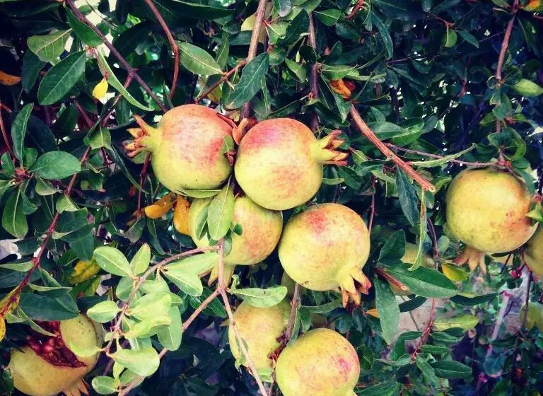 Alacati Kostem Hotel Special Category