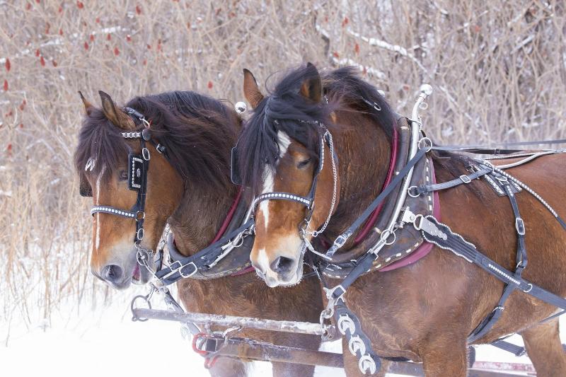 فندق The Inn At Thorn Hill