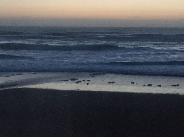 فندق على الطريق Sandcastle Beachfront