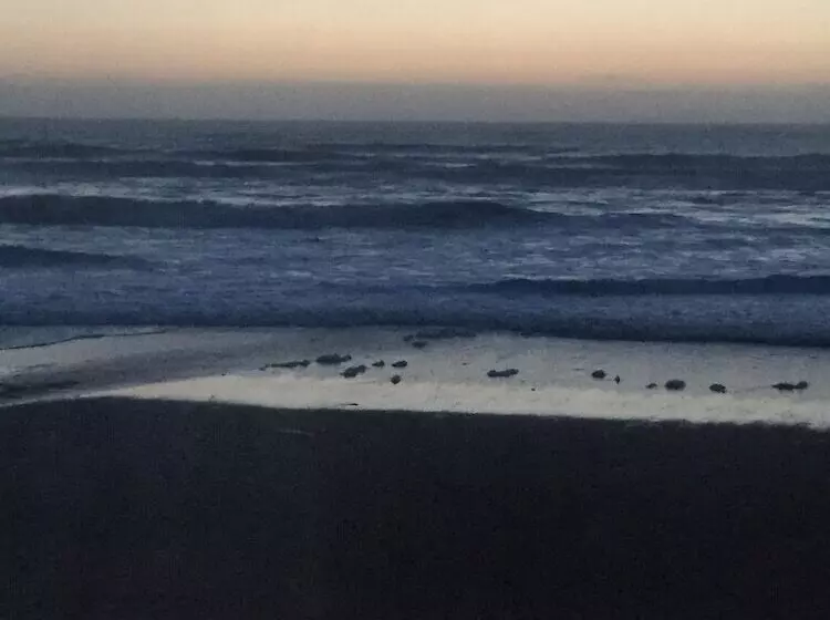 Мотель Sandcastle Beachfront