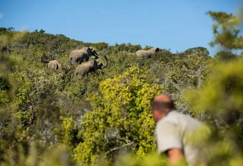 Hotelli Magic Hills - Ilanga Manor House