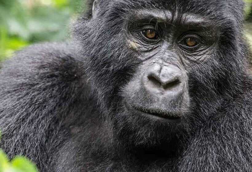 هتل Gorilla Safari Lodge