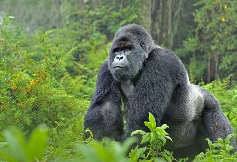 هتل Gorilla Safari Lodge