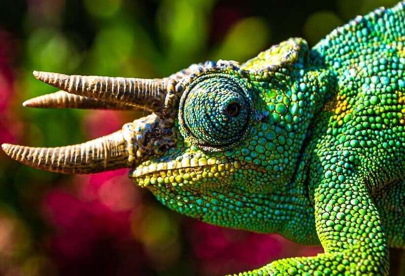 هتل Gorilla Safari Lodge