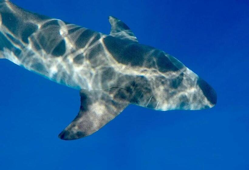 پانسیون Rangali Etos Guraidhoo