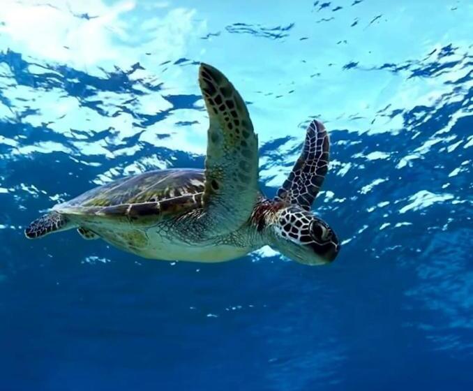 پانسیون Rangali Etos Guraidhoo