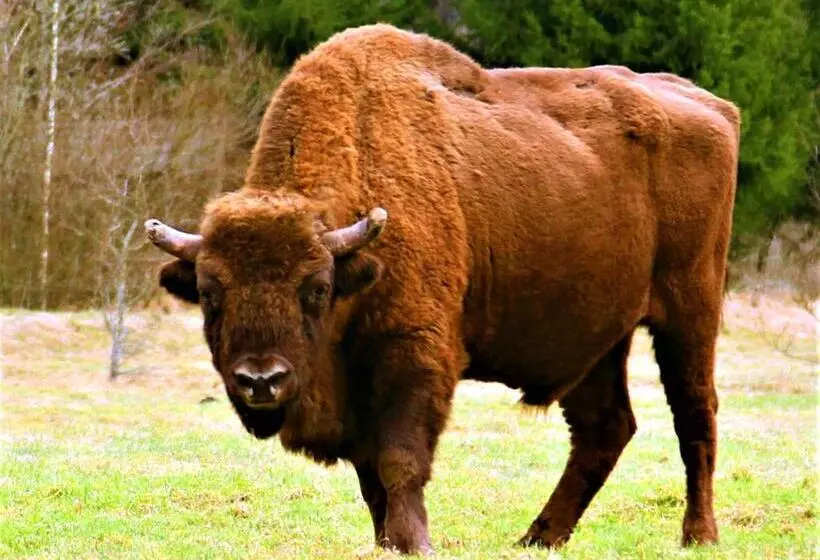 ベッドアンドブレックファースト Białowieska Leśniczówka U Jasia I Małgosi