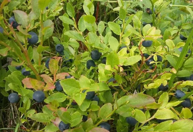 ホテル Agroturystyka Na Słonecznej Orawie U Dzikich