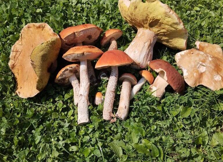 בית מלון כפרי Agroturystyka Chata Za Wsią