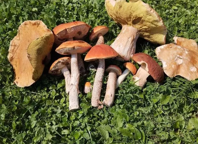 ホテル Agroturystyka Chata Za Wsią