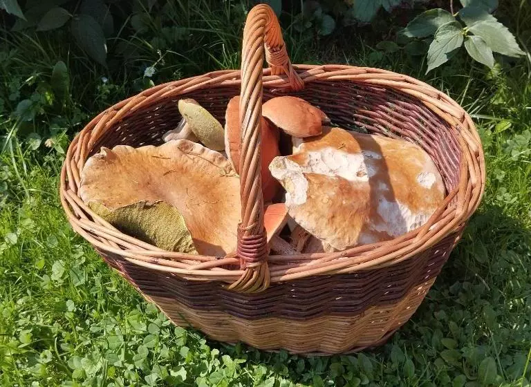 ホテル Agroturystyka Chata Za Wsią
