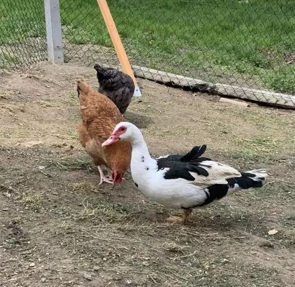 ホテル Agroturystyka Chata Za Wsią