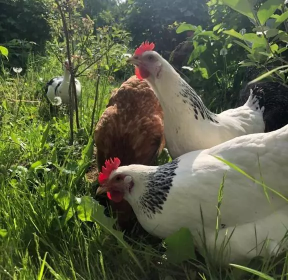 ホテル Agroturystyka Chata Za Wsią
