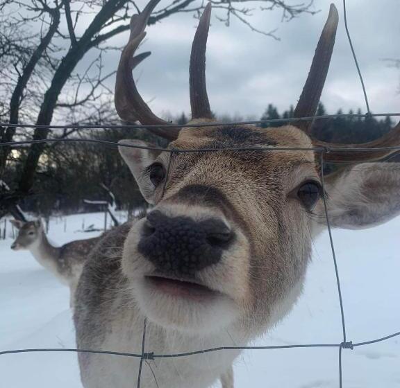 בית מלון כפרי Agroturystyka Chata Za Wsią