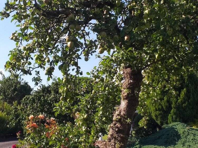 بنسيون The White House Guest House