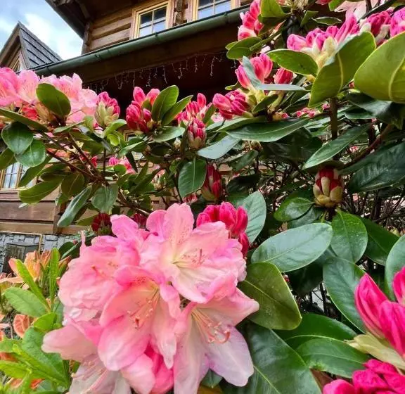 Aamiaismajoitus (B&B) Chata Sosnówka Residence