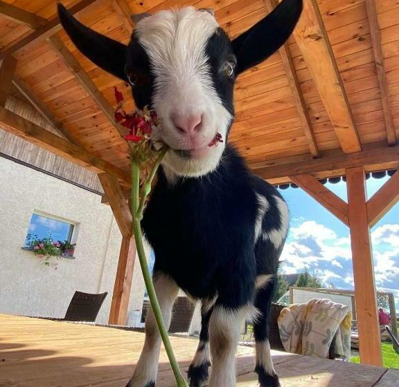 בית מלון כפרי Agroturystyka Nad łąkami