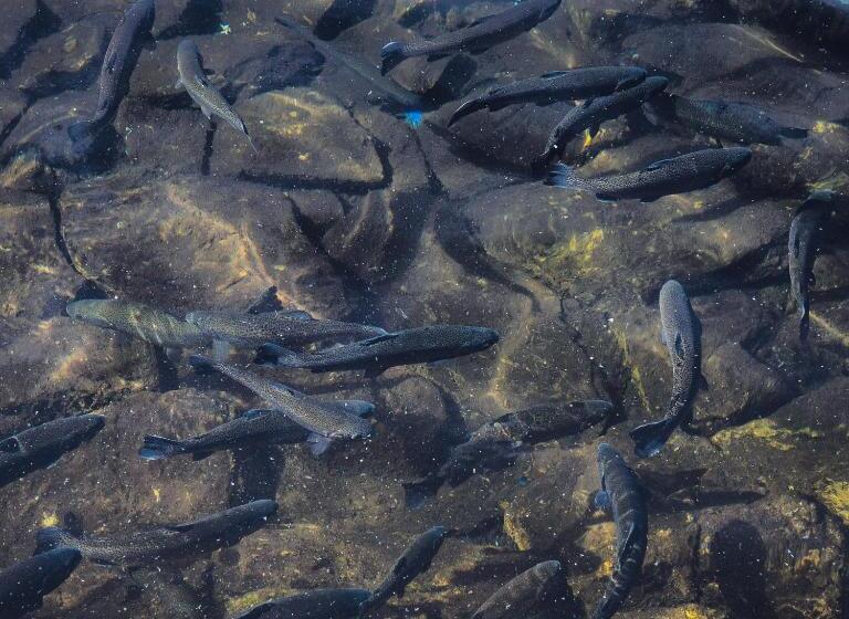 צימר Willa Orle Gniazdo