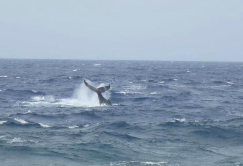 Отель Pension La Perruche Rouge