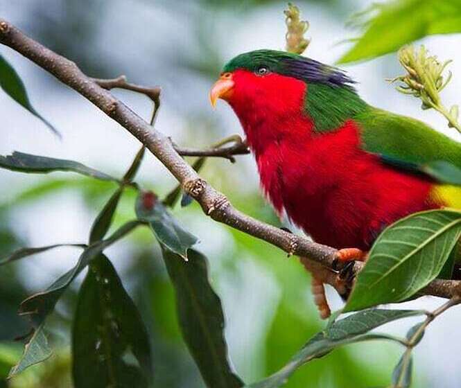 Отель Pension La Perruche Rouge