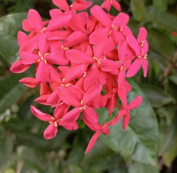 פנסיון Kamatha Ceylon