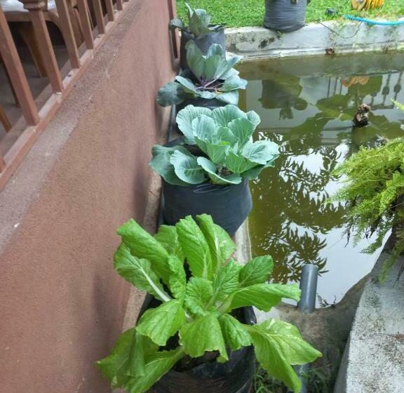 פנסיון Kamatha Ceylon