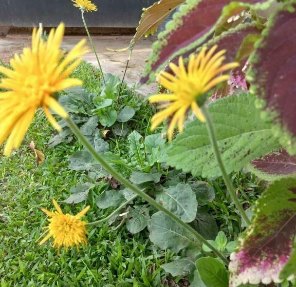 פנסיון Kamatha Ceylon