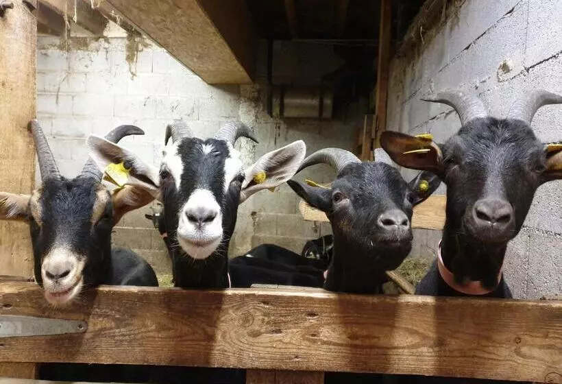 Aamiaismajoitus (B&B) Chambre D Hôtes à La Ferme