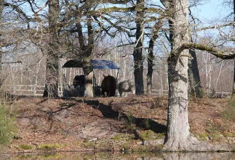 Gîte Les Grandes Maisons Cœur Forêt D Orléans Et Espace Bien être Jacuzzi Hammam Spa