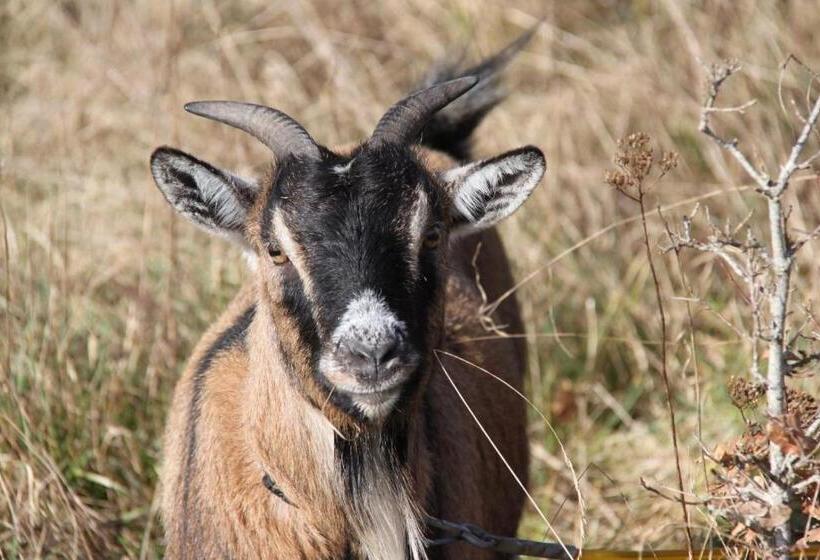 Gîte Les Grandes Maisons Cœur Forêt D Orléans Et Espace Bien être Jacuzzi Hammam Spa