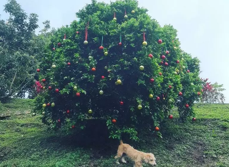 ホテル Finca Pozo Azul